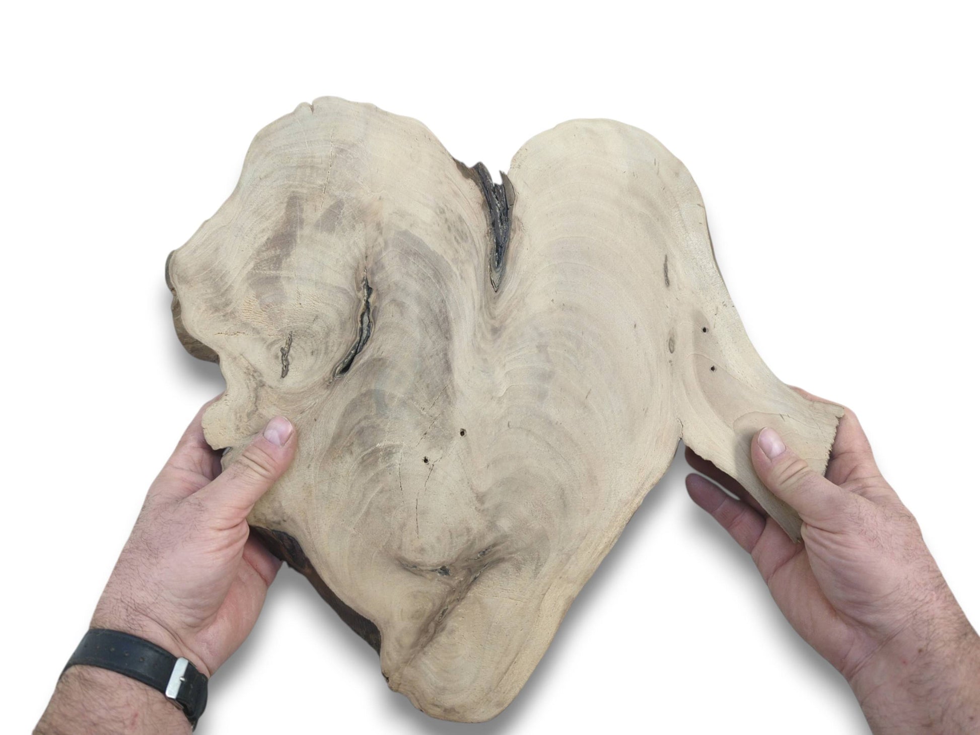 A pair of hands holds a large, pale, heart-shaped walnut root slab with swirling grains and a central split.