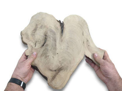 A pair of hands holds a large, pale, heart-shaped walnut root slab with swirling grains and a central split.
