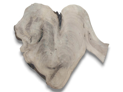 An isolated, raw-edge walnut root slab with a light grayish color and complex, swirling grain patterns.