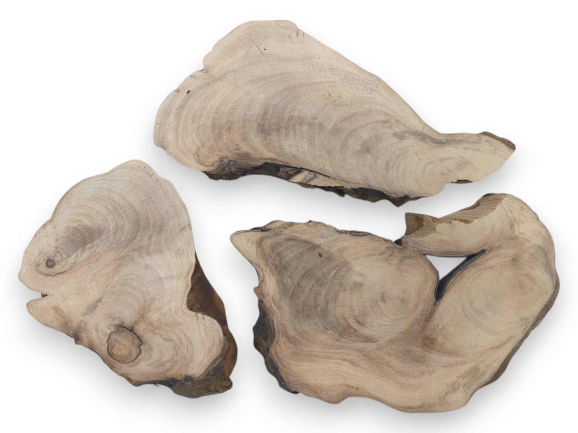 Three English walnut root wood slices with natural live edges and visible growth rings on white.