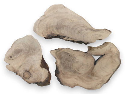 Three English walnut root wood slices with natural live edges and visible growth rings on white.