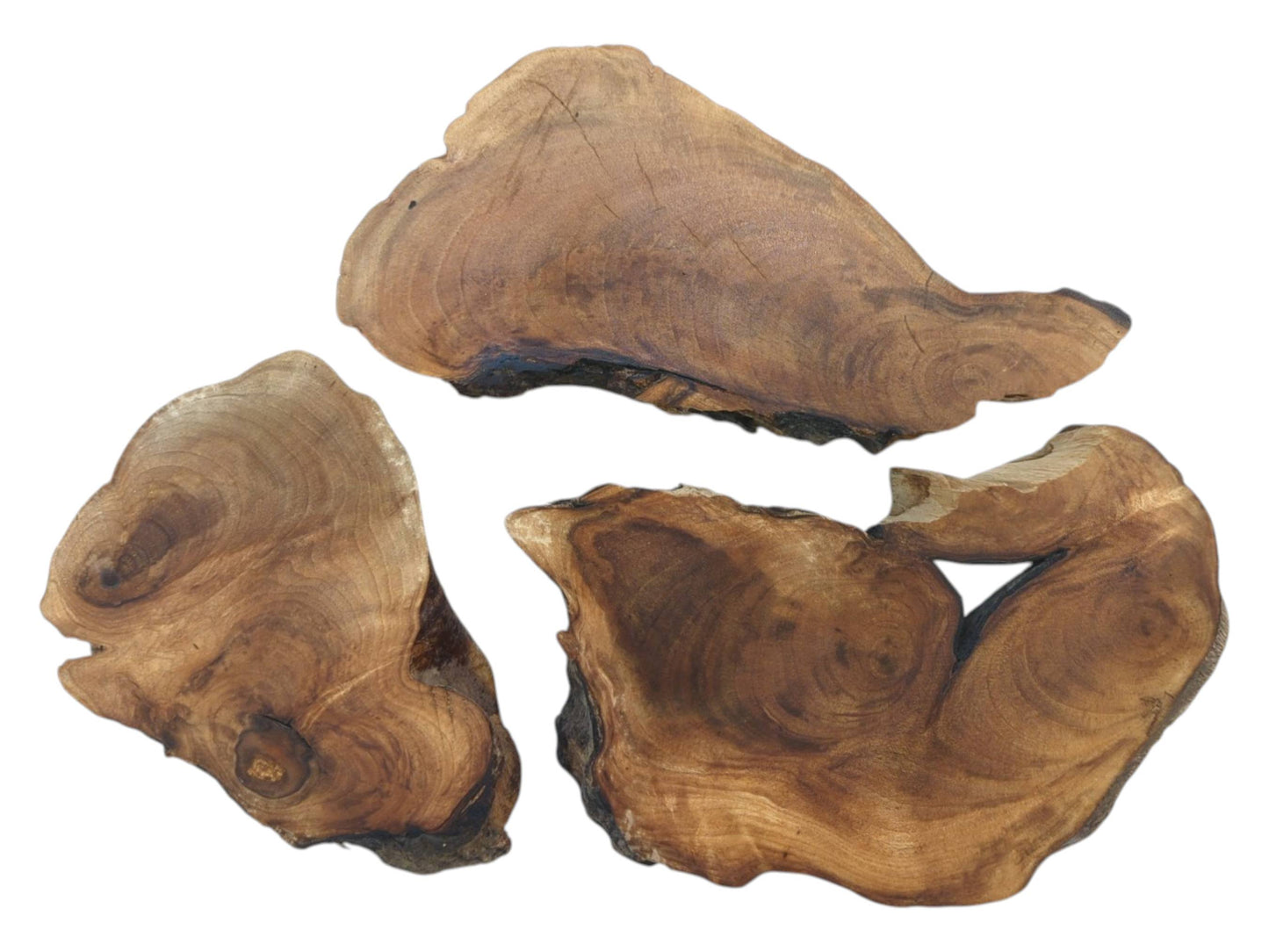 Three English walnut root wood slices with natural live edges and visible growth rings.