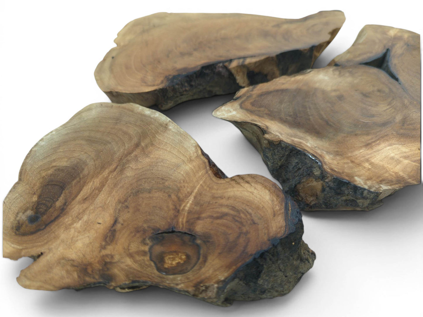 Three English walnut root wood slices with natural live edges and visible grain on a white background.