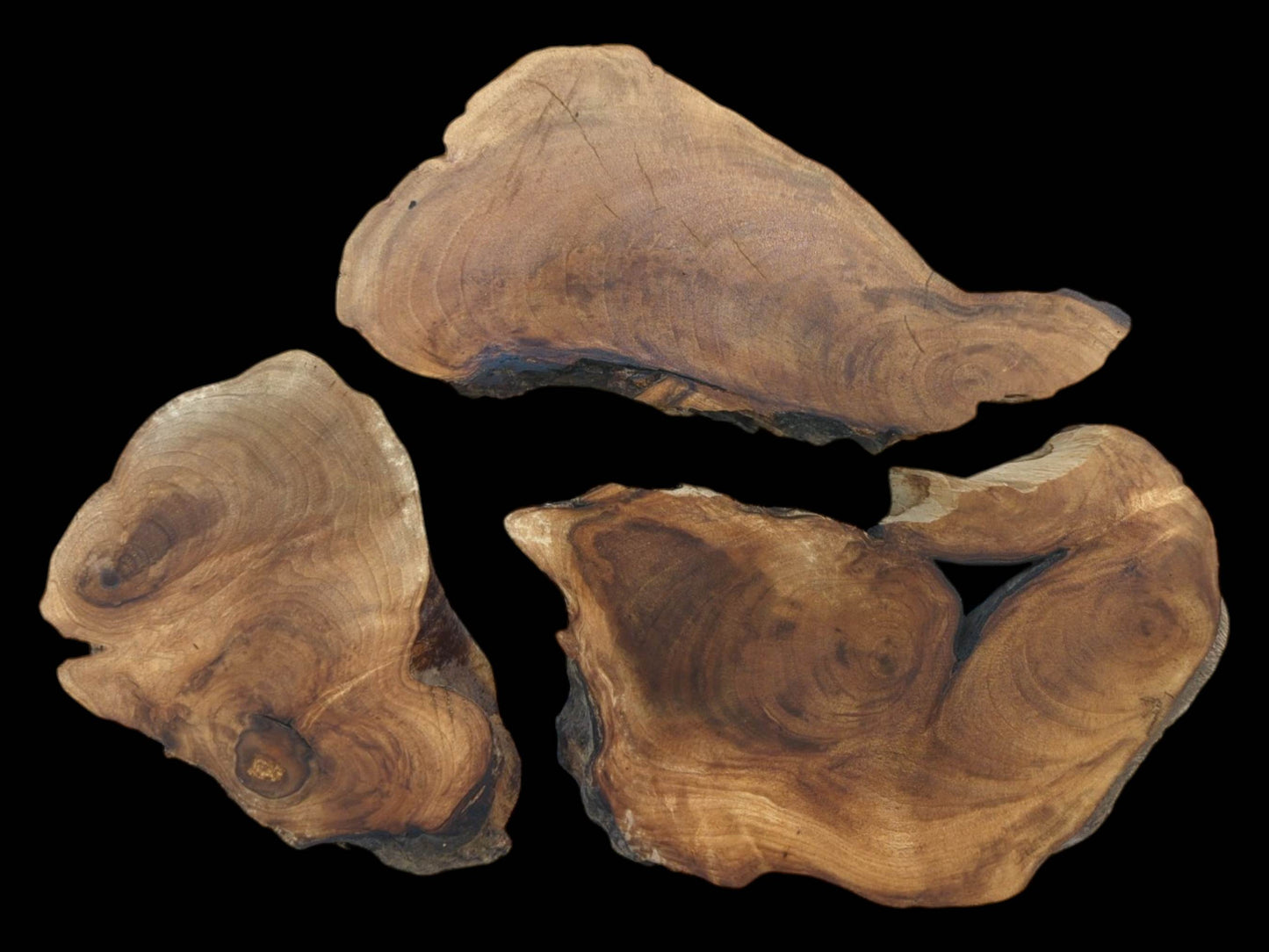 Three English walnut root wood slices with natural live edges and visible wood grain on a black background.