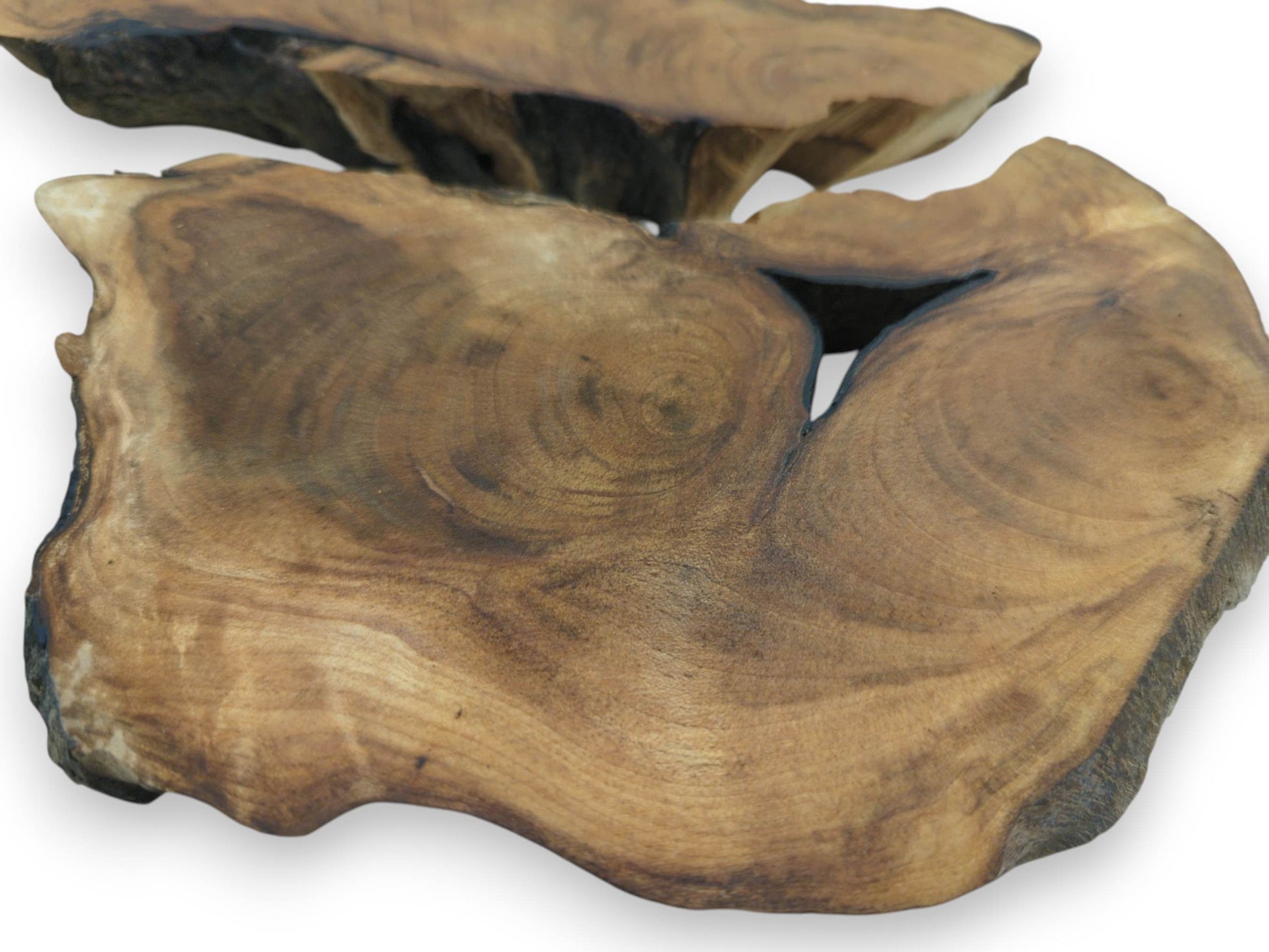 Two English walnut root wood slices with natural live edges and visible grain on a white background.