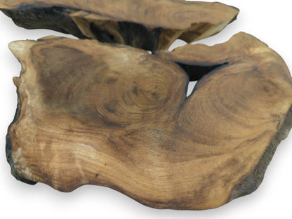 Two English walnut root wood slices with natural live edges and visible grain on a white background.