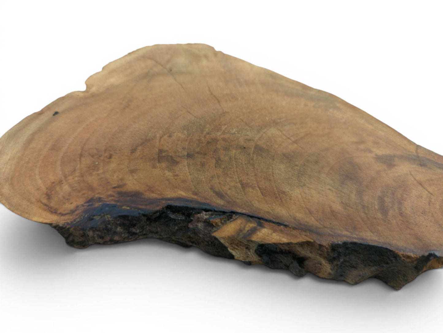 A single English walnut root wood slice with a natural live edge and visible grain.