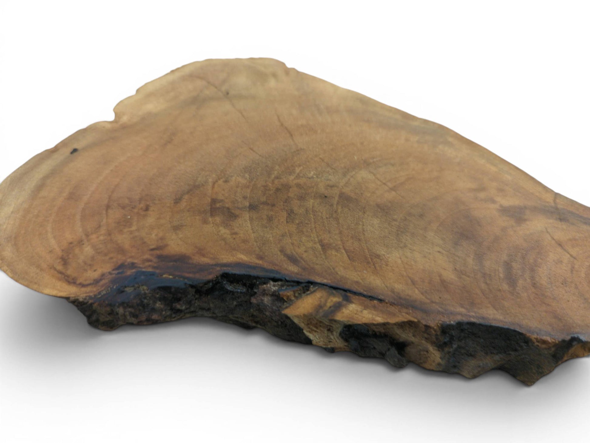 A single English walnut root wood slice with a natural live edge and visible grain.