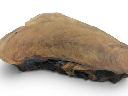 A single English walnut root wood slice with a natural live edge and visible grain.