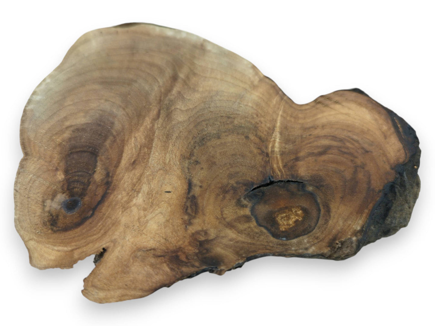 A single English walnut root wood slice with natural live edge and visible grain.