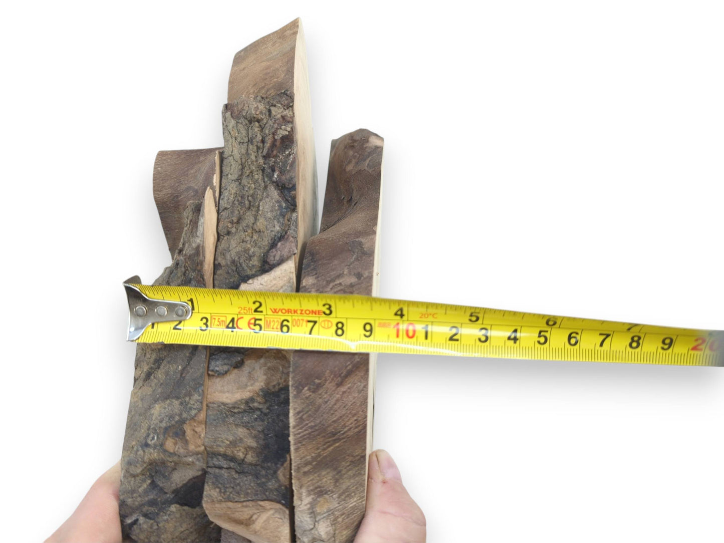 A person holding three English walnut root wood slices, measured by a yellow tape.
