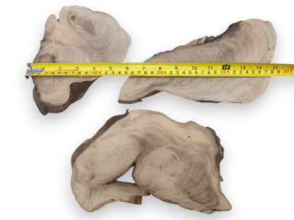 Three English walnut root wood slices with natural live edges and visible growth rings, measured by a yellow tape.