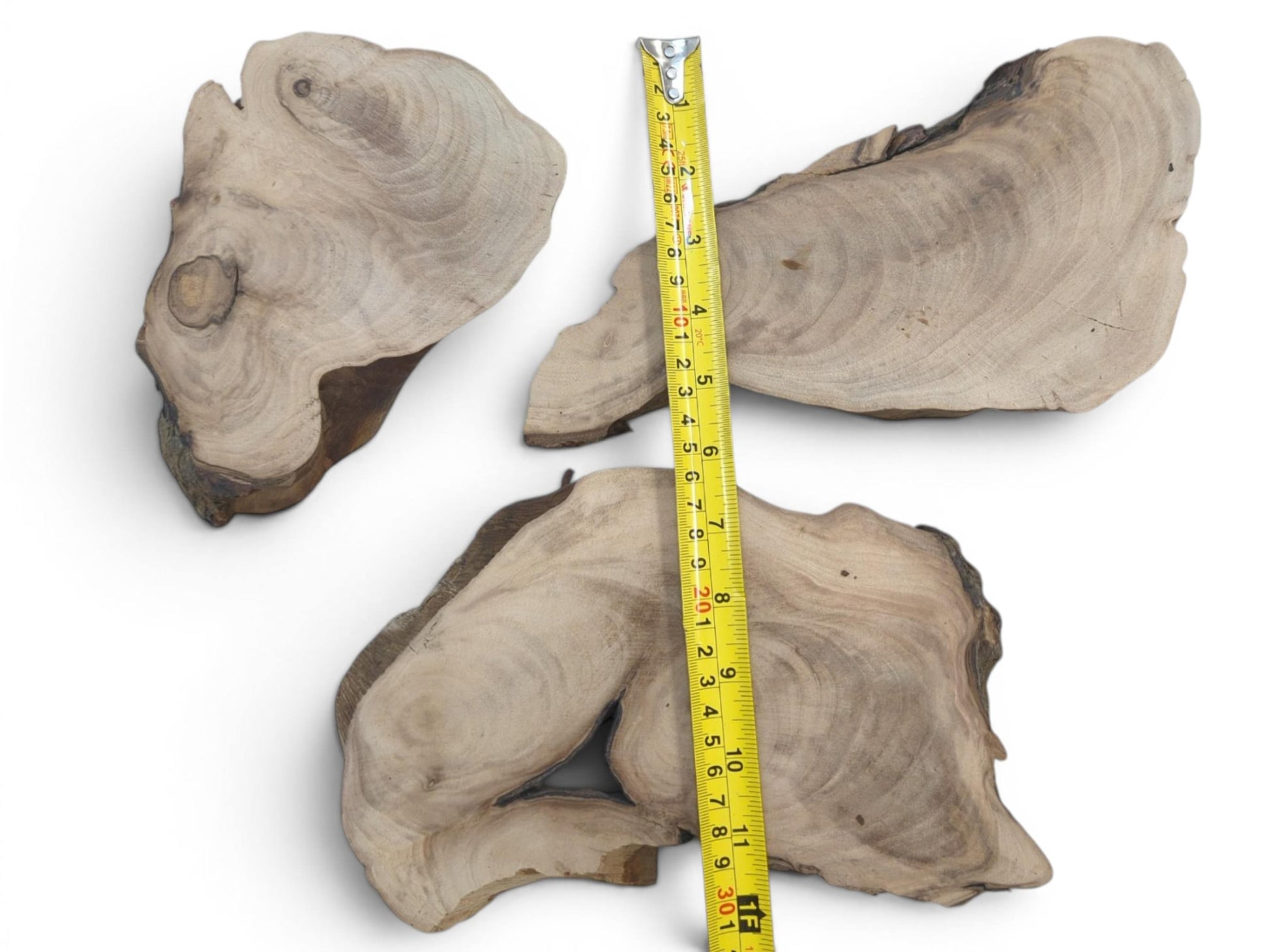 Three English walnut root wood slices with natural live edges and visible growth rings, measured by a tape.
