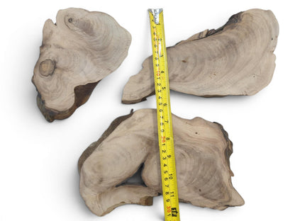 Three English walnut root wood slices with natural live edges and visible growth rings, measured by a tape.