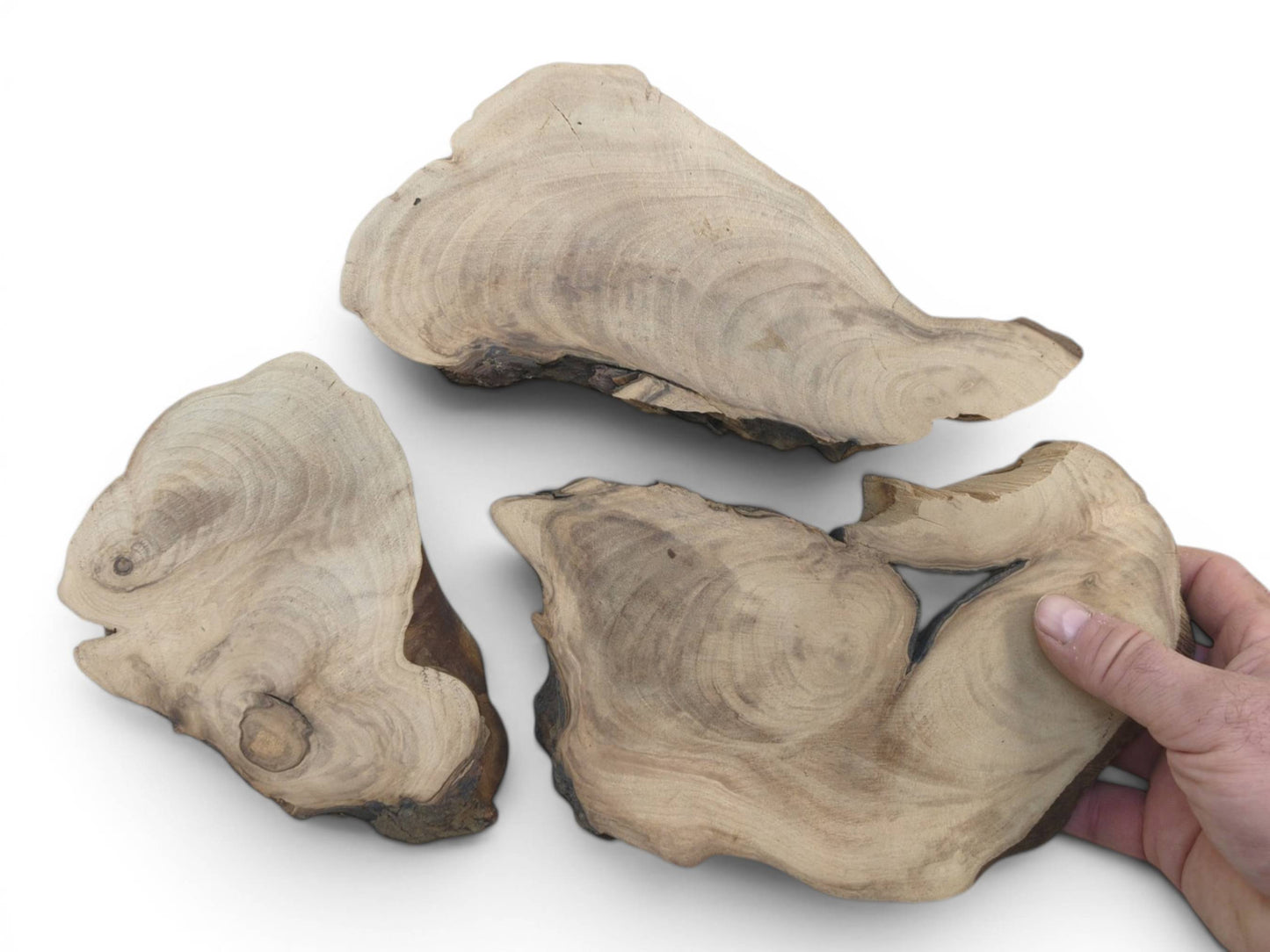 Three English walnut root wood slices with natural edges and visible grain, one held by a hand.