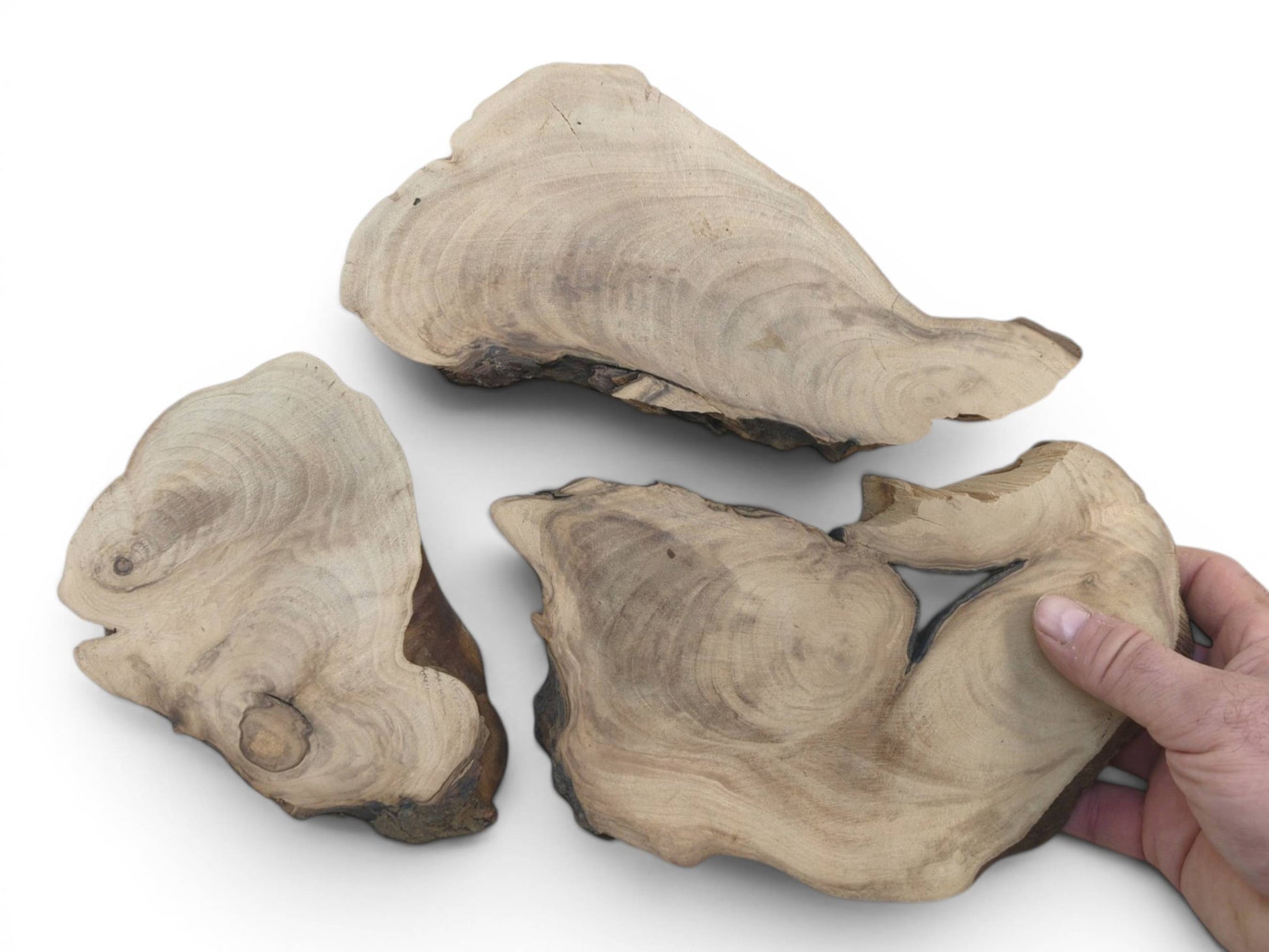 Three English walnut root wood slices with natural edges and visible grain, one held by a hand.