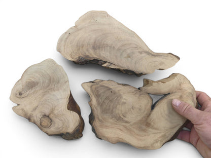 Three English walnut root wood slices with natural edges and visible grain, one held by a hand.