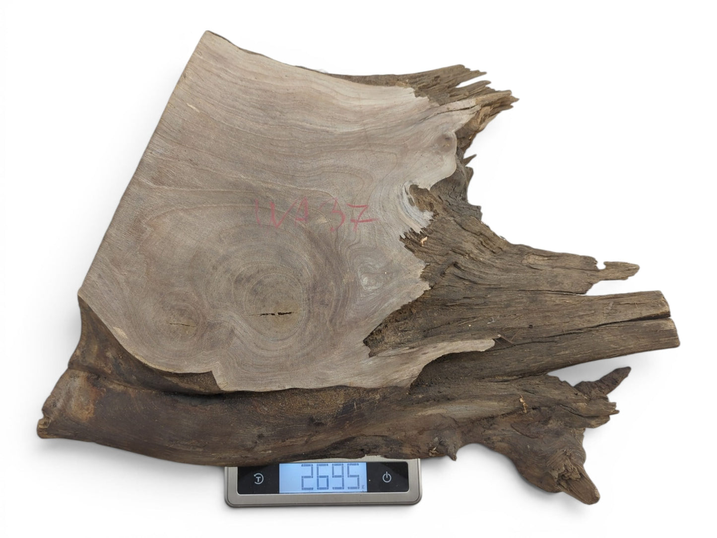 Overhead view of a natural wood slab with a live edge and visible grain on a scale.