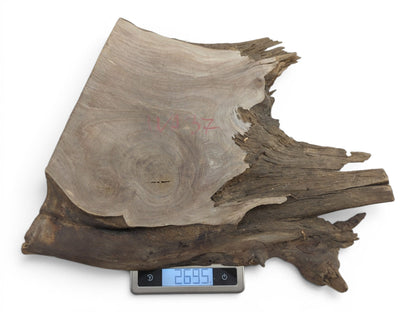 Overhead view of a natural wood slab with a live edge and visible grain on a scale.