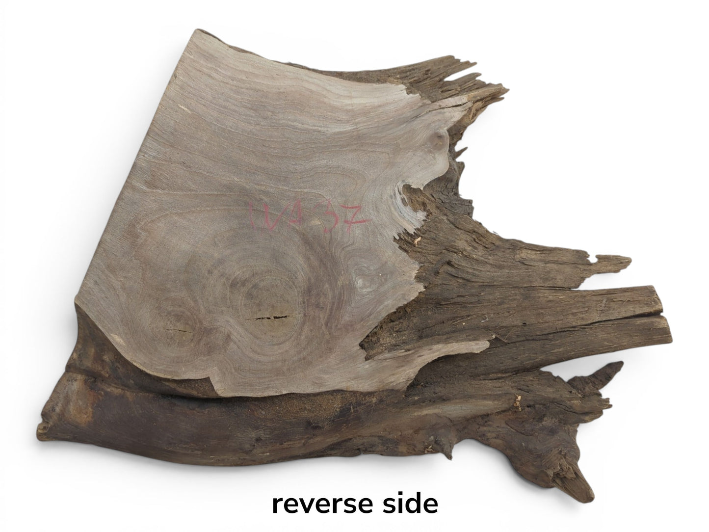 The reverse side of a natural walnut wood slab with a smooth, light-colored surface and rough, dark bark.