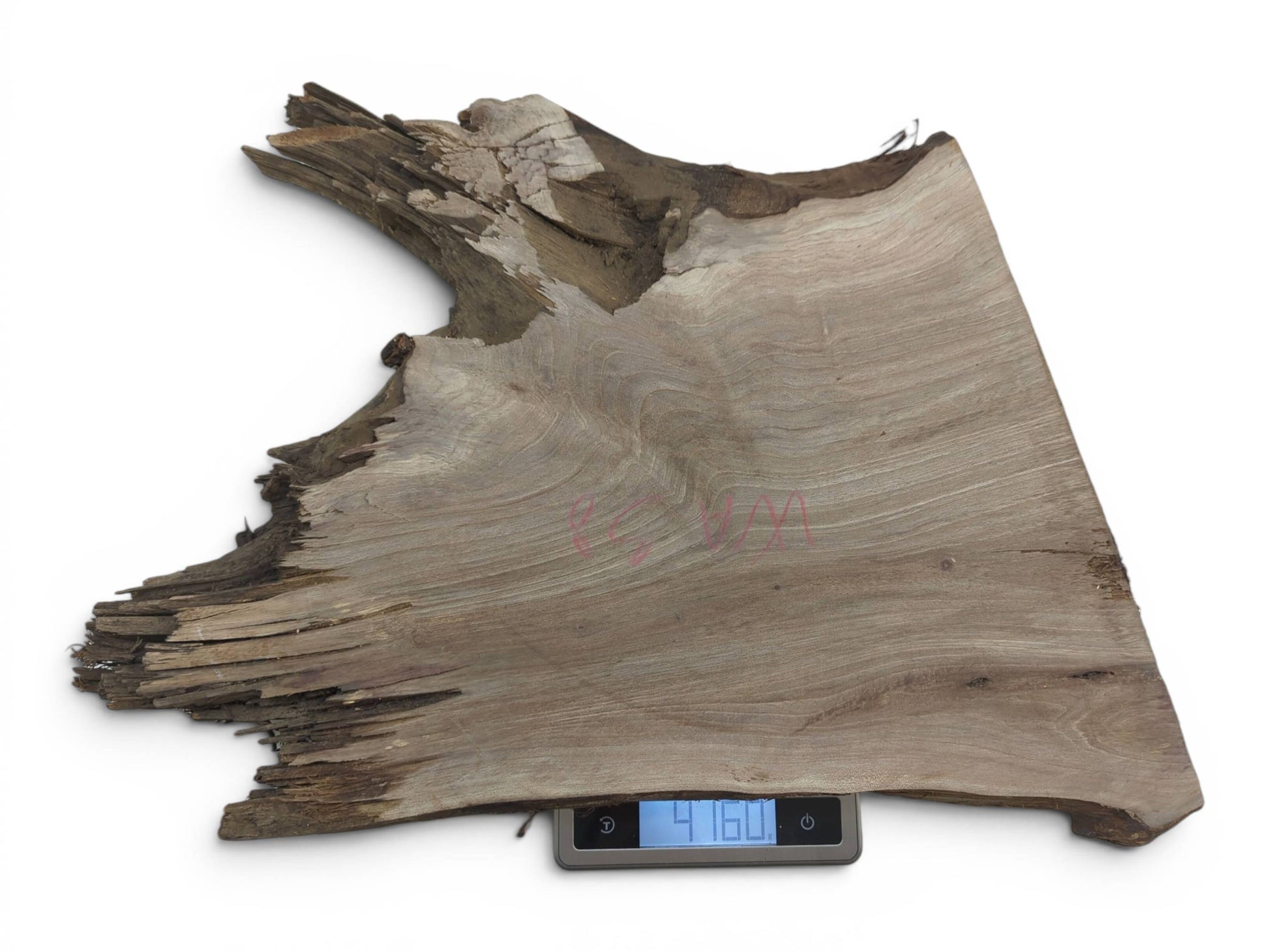 A natural, irregularly shaped walnut wood slice with a rough live edge on a digital scale.
