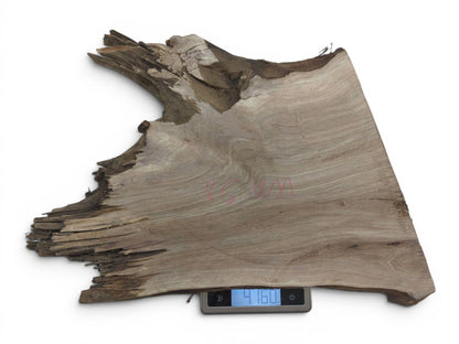 A natural, irregularly shaped walnut wood slice with a rough live edge on a digital scale.