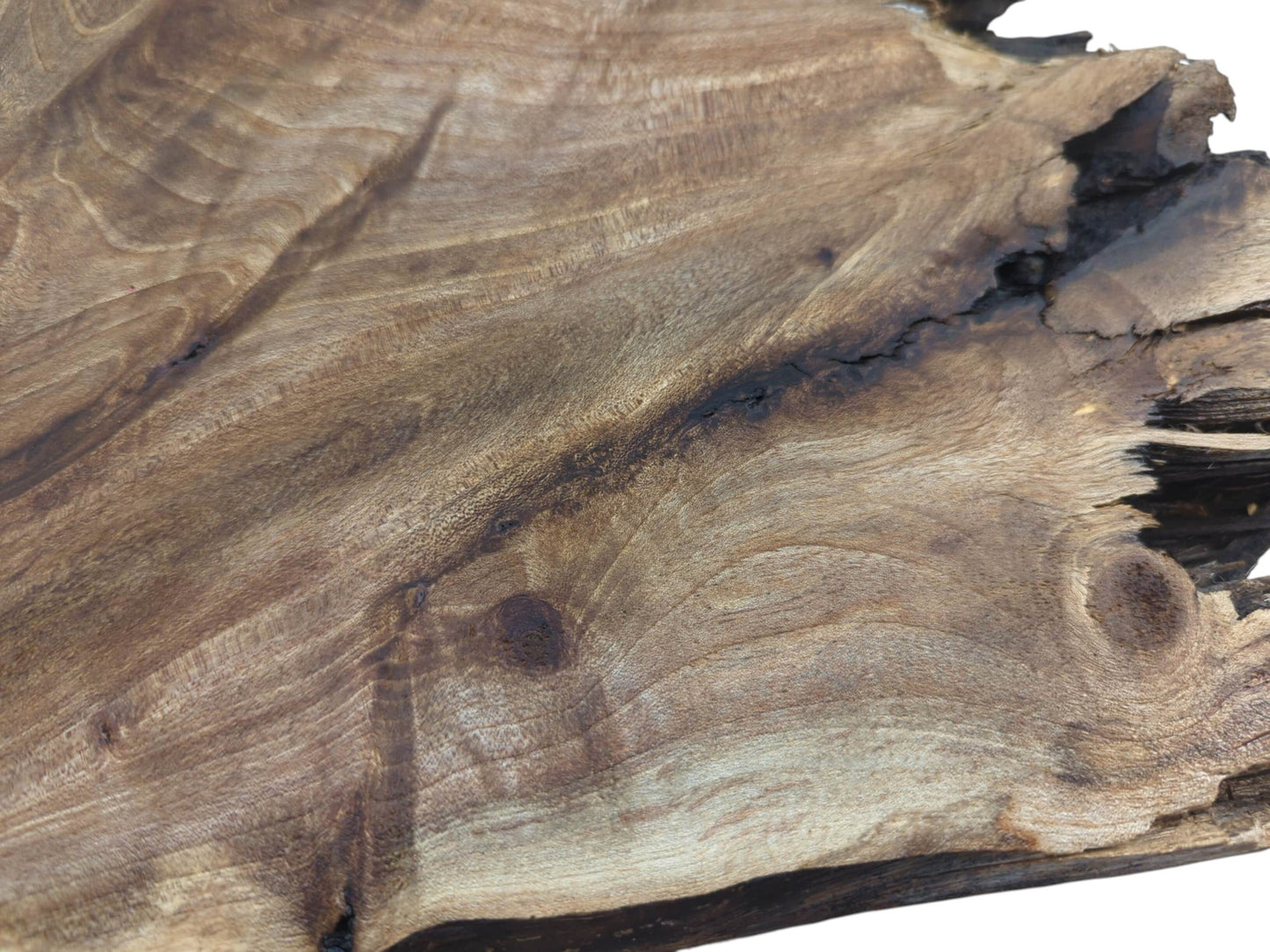 Close-up of a walnut root wood slice showing natural grain, knots, and a dark cracked edge.
