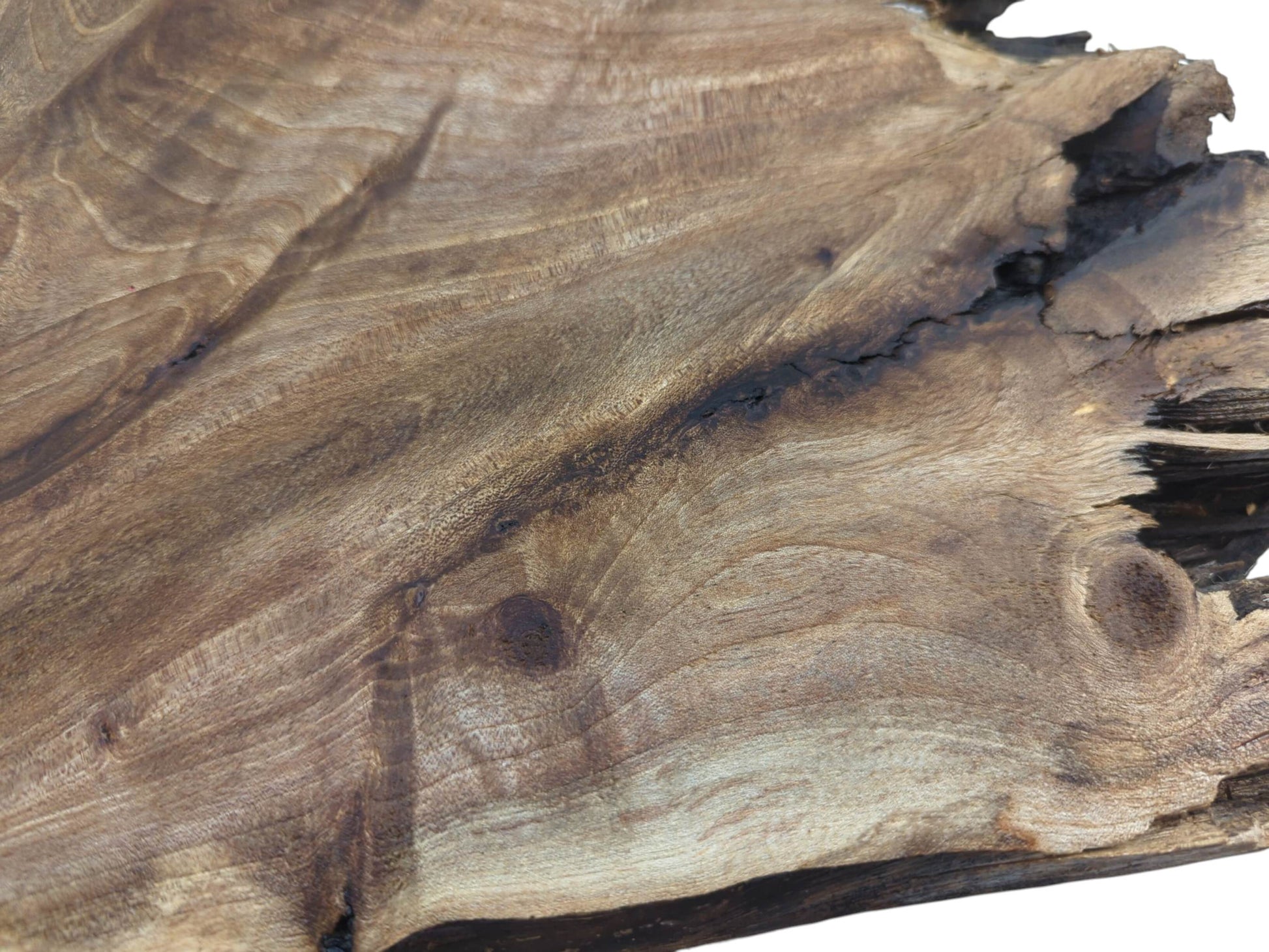 Close-up of a walnut root wood slice showing natural grain, knots, and a dark cracked edge.