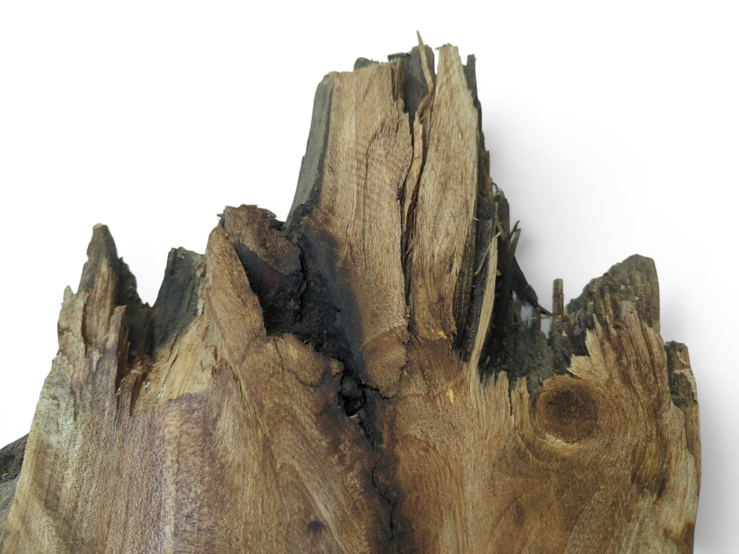 A close-up of a natural walnut root wood slice with a rough, jagged top edge.