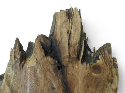 A close-up of a natural walnut root wood slice with a rough, jagged top edge.