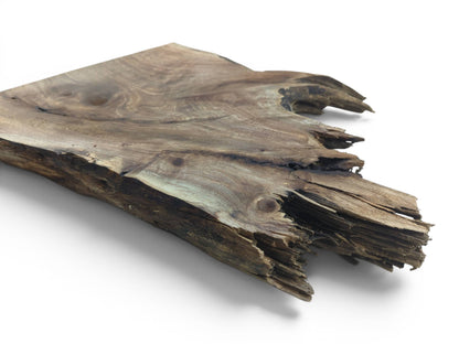 A natural walnut root wood slice with a live edge and visible swirling grain on a white background.