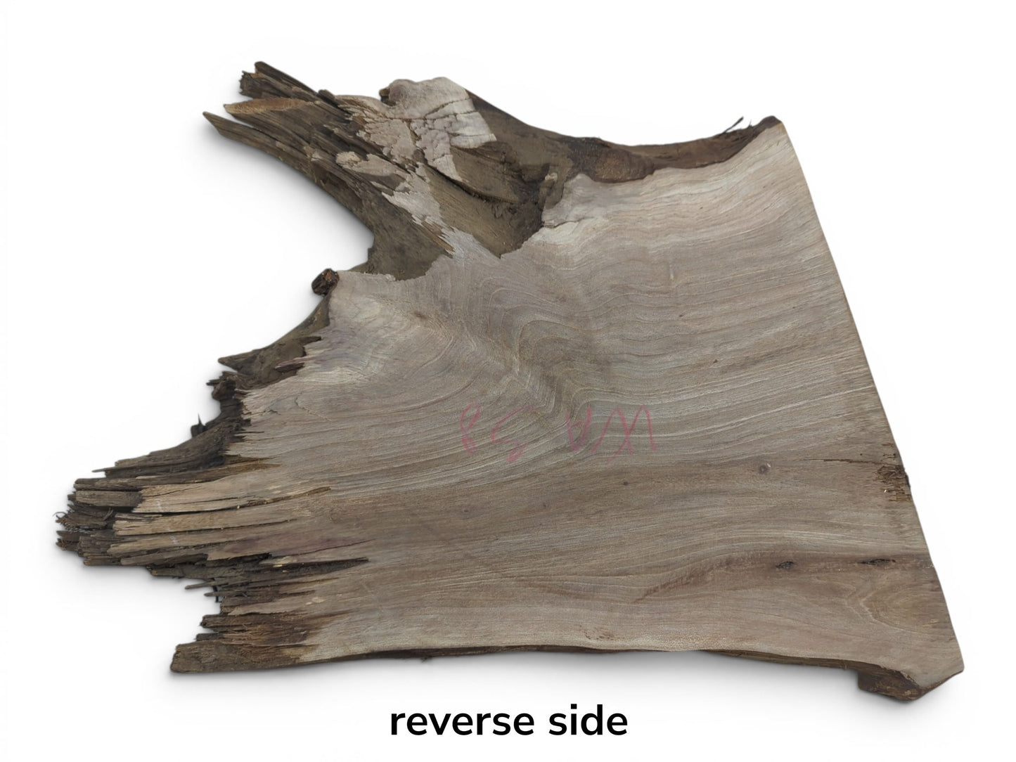 Reverse side of a walnut root wood slice with a natural live edge and visible grain.
