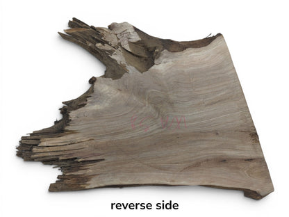 Reverse side of a walnut root wood slice with a natural live edge and visible grain.