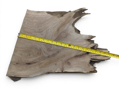A natural walnut root wood slice with a live edge and a yellow measuring tape.