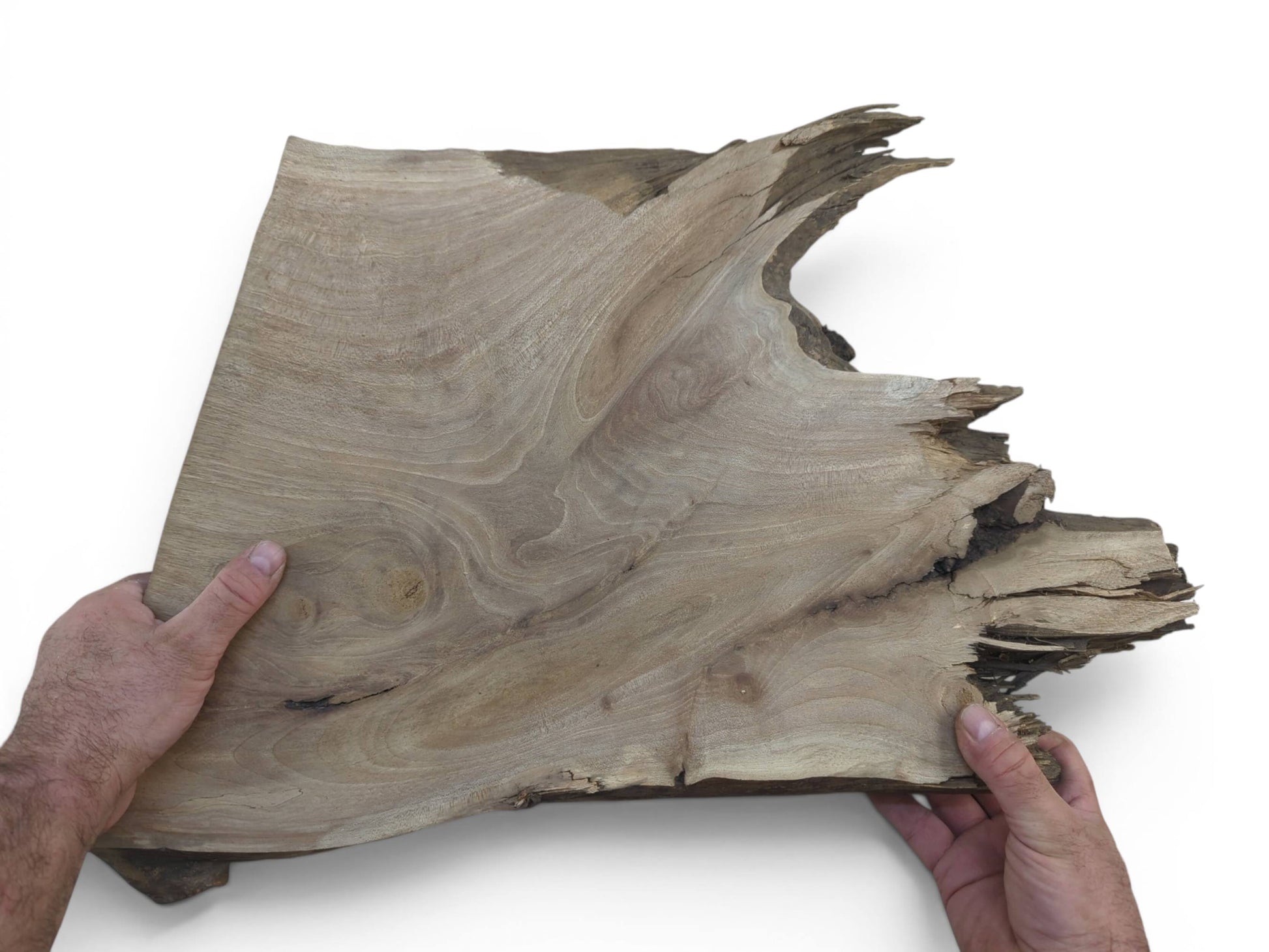 Two hands hold a natural walnut root wood slice with a live edge and swirling grain.