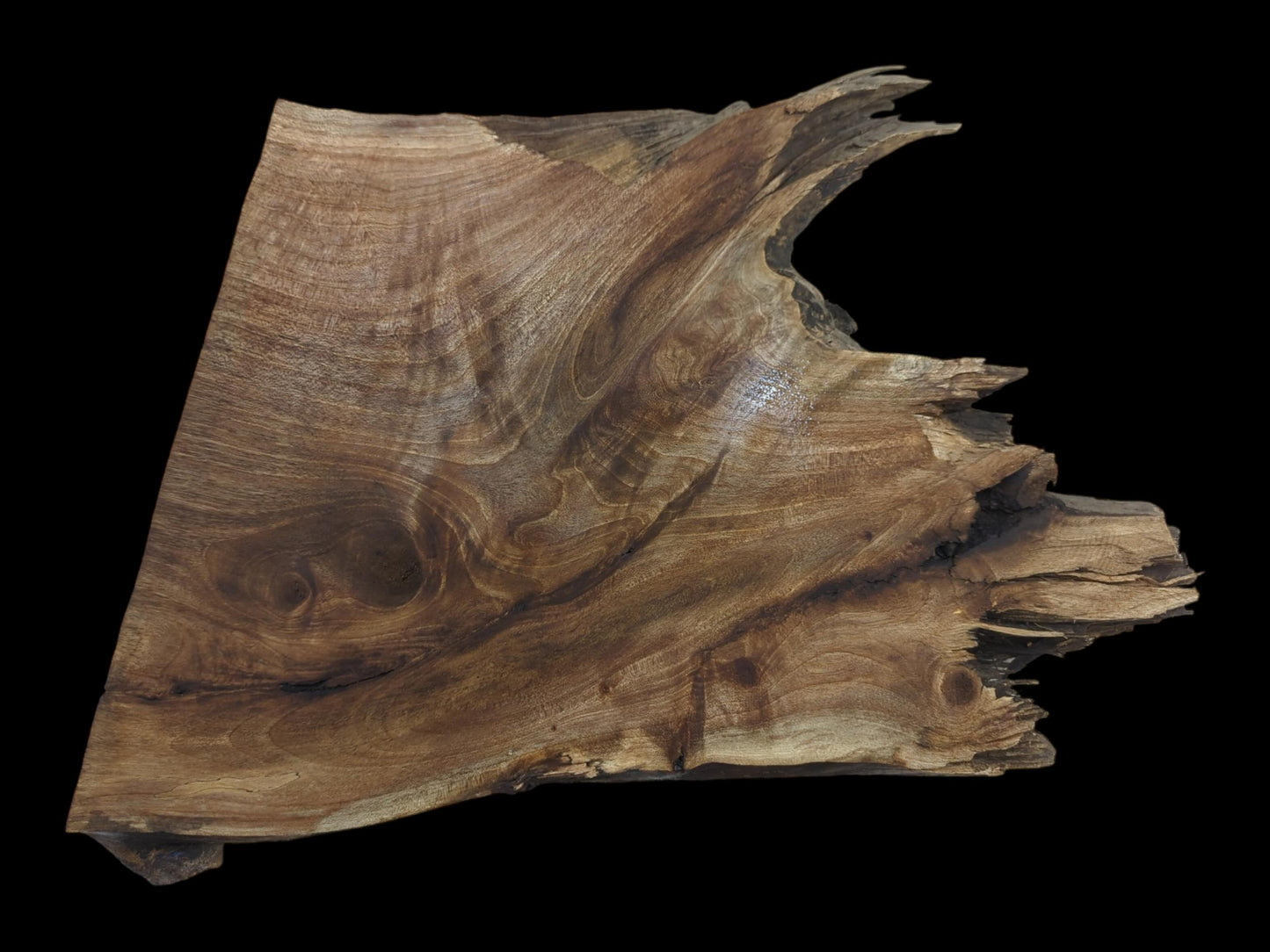 A natural, untreated walnut root wood slice with a live edge and rich, swirling grain.
