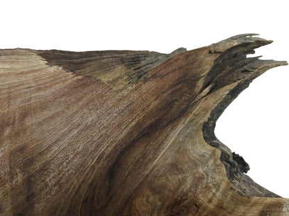 Close-up of a walnut root wood slice with a jagged, dark live edge.