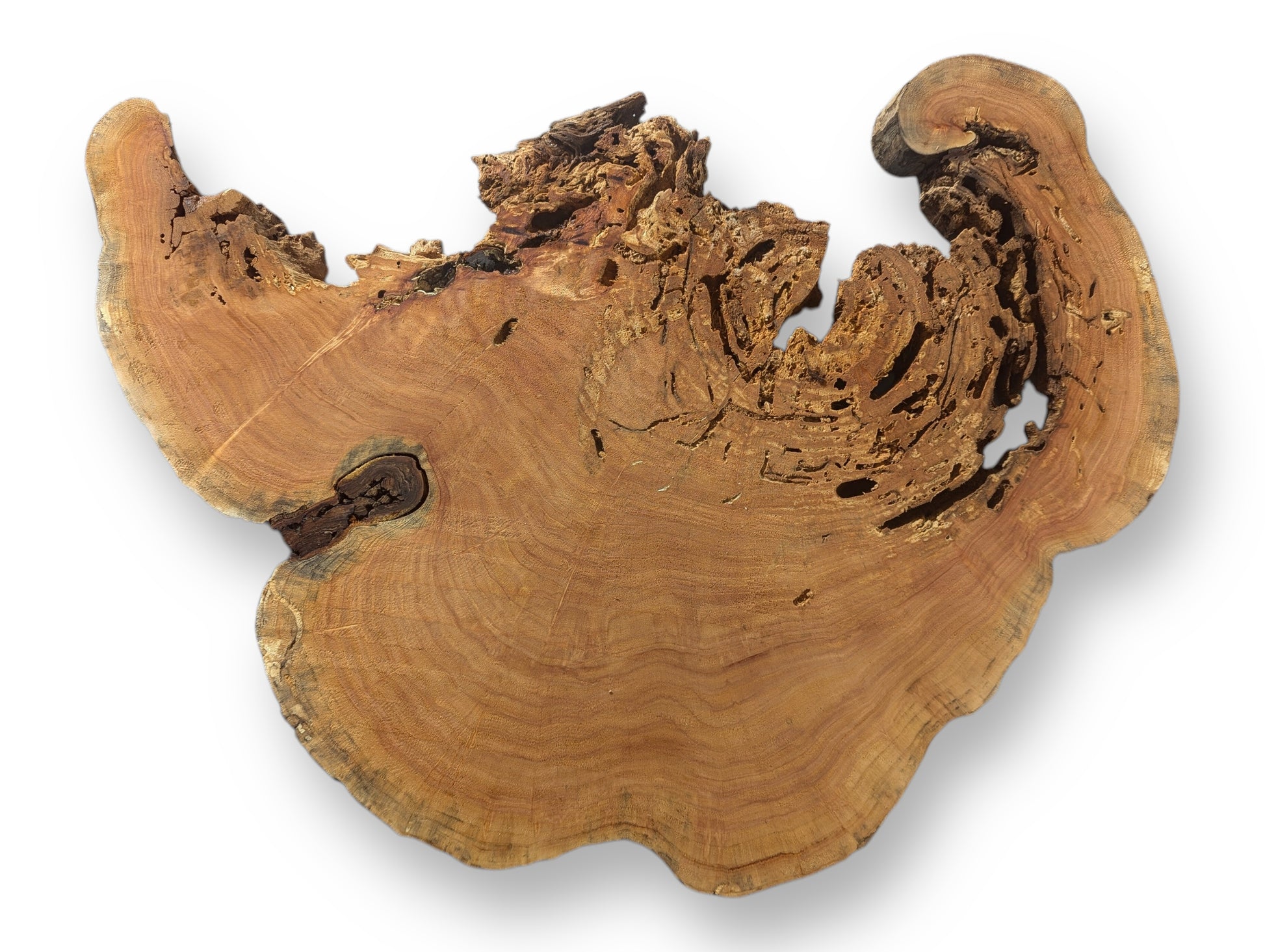 Irregular, light brown weeping willow root slice features a smooth sanded surface with visible growth rings and porous edges.