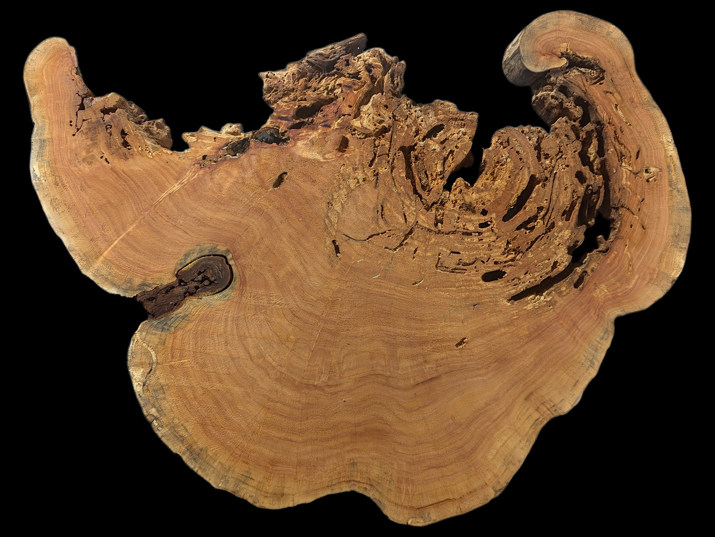 Reddish-brown weeping willow root slice with distinct growth rings, a central knot, live edge, and many holes.