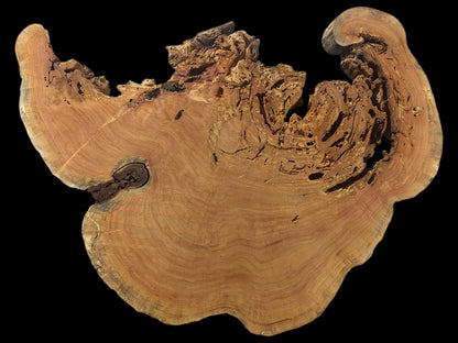 Reddish-brown weeping willow root slice with distinct growth rings, a central knot, live edge, and many holes.
