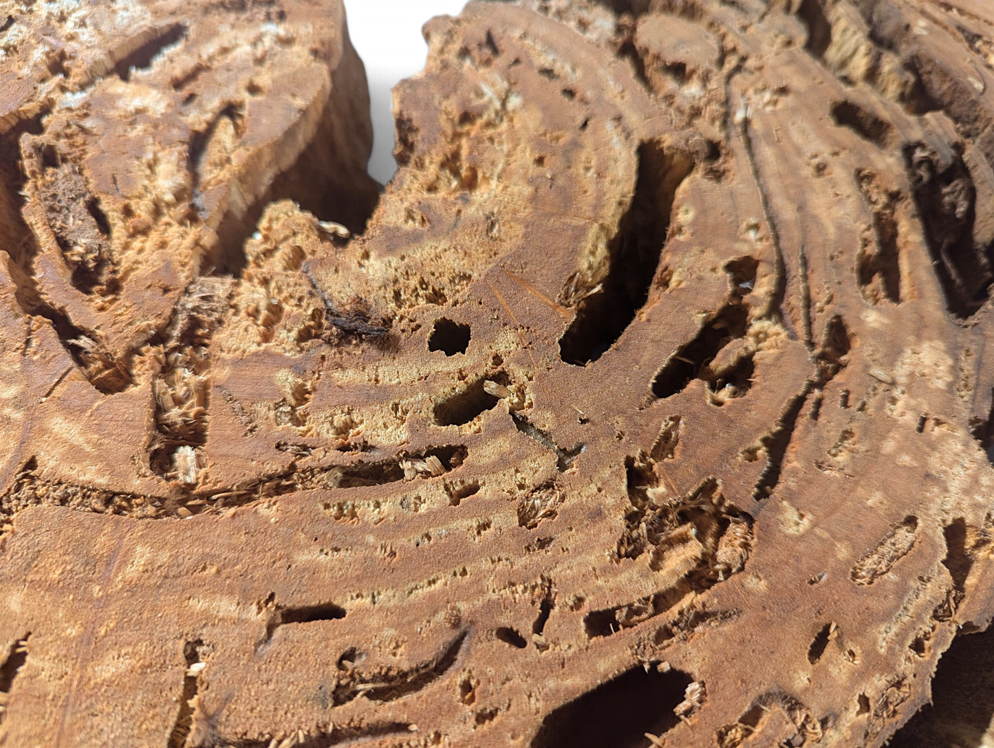 Irregular reddish-brown weeping willow root slice displaying intricate tunnels, numerous holes, and a very porous texture.