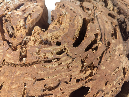 Irregular reddish-brown weeping willow root slice displaying intricate tunnels, numerous holes, and a very porous texture.