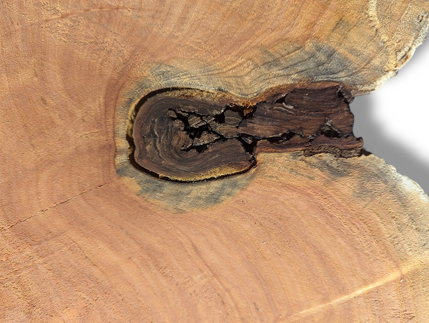 An orange-brown wood slab segment showcasing a prominent dark, cracked inclusion surrounded by fine growth rings.