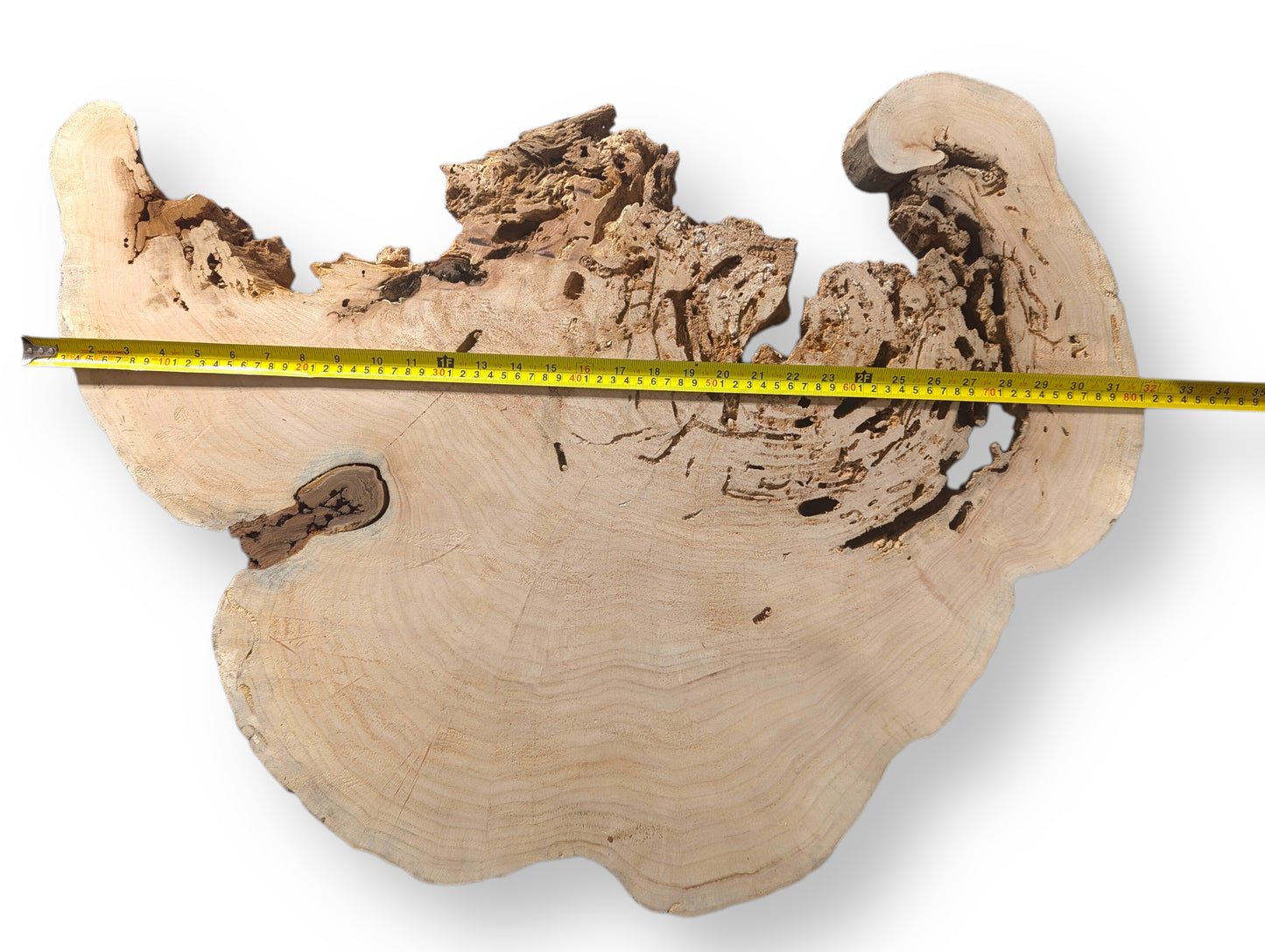 Pale, irregular weeping willow root slice shows a smooth surface, porous edge, and a yellow tape measure.