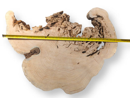 Pale, irregular weeping willow root slice shows a smooth surface, porous edge, and a yellow tape measure.