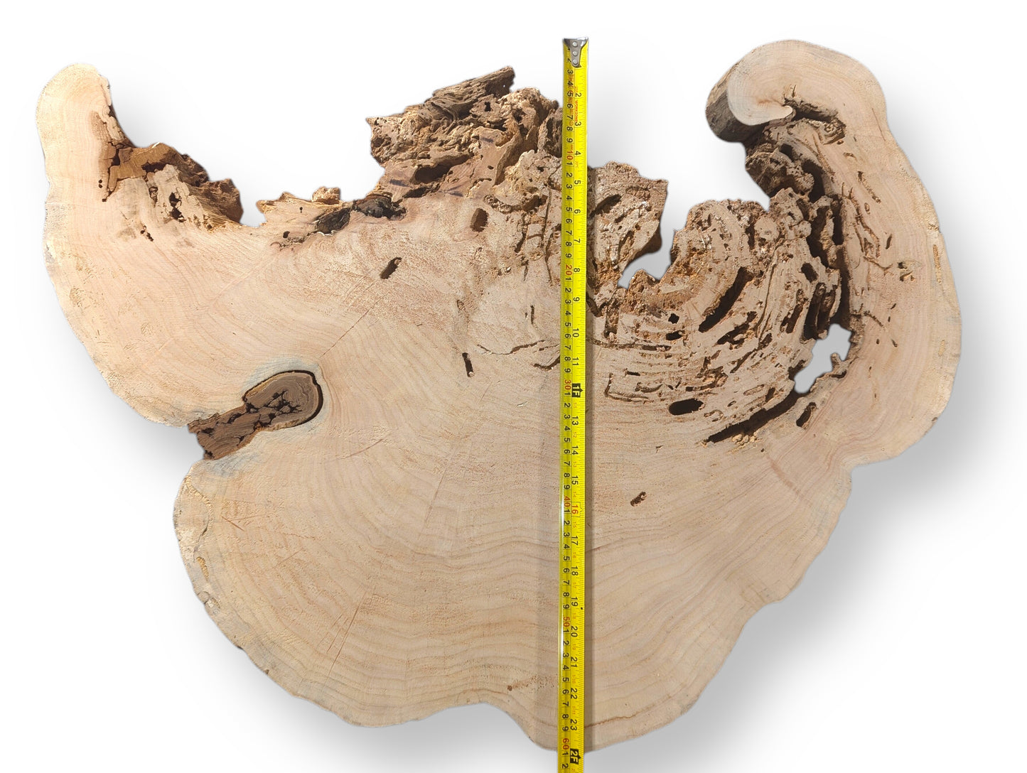 A light-colored, irregular weeping willow root slice displays sanded surface, porous top, and yellow measuring tape.