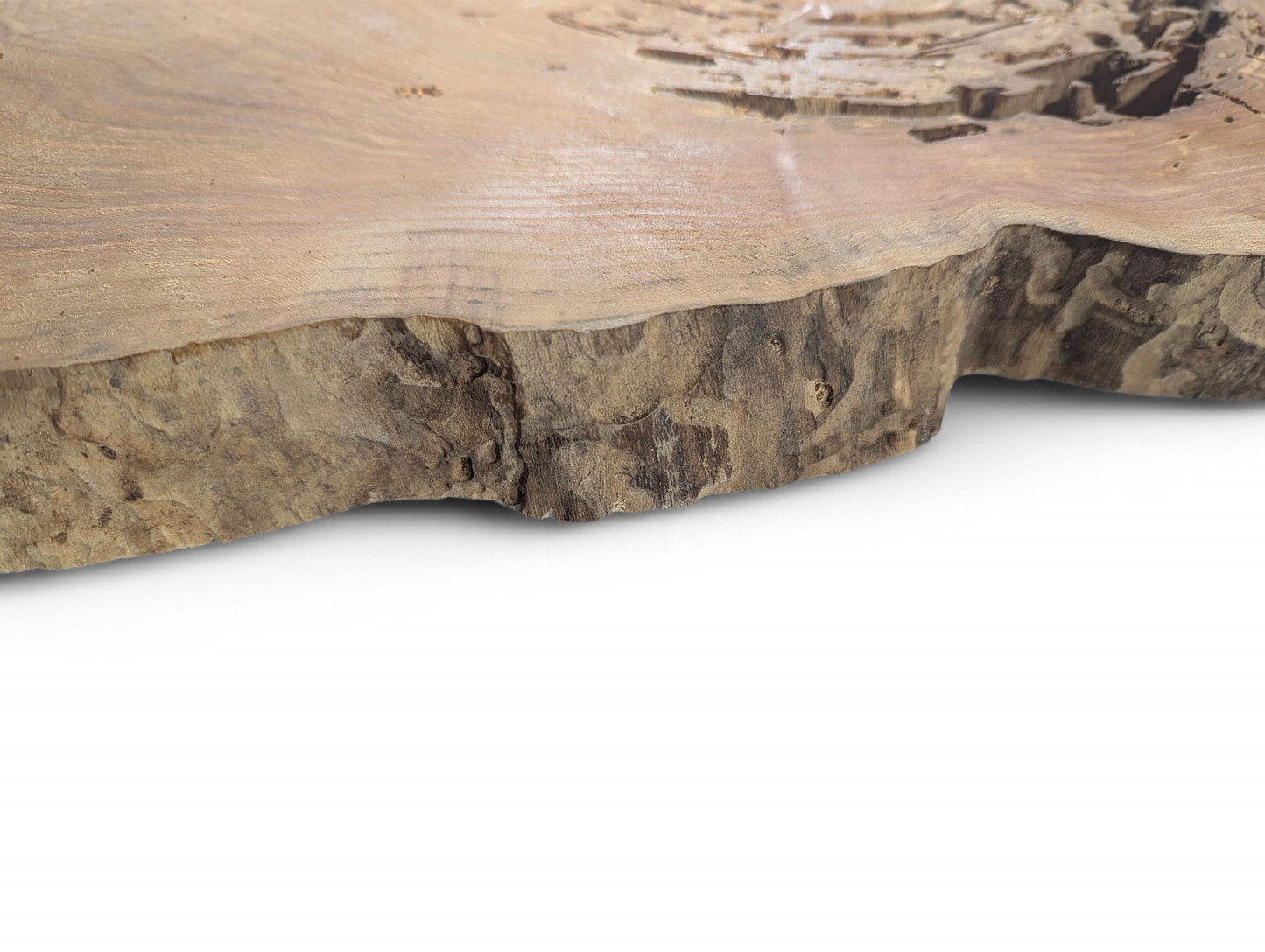 Light brown weeping willow root slice shows a smooth, sanded surface and a rough, natural bark edge.