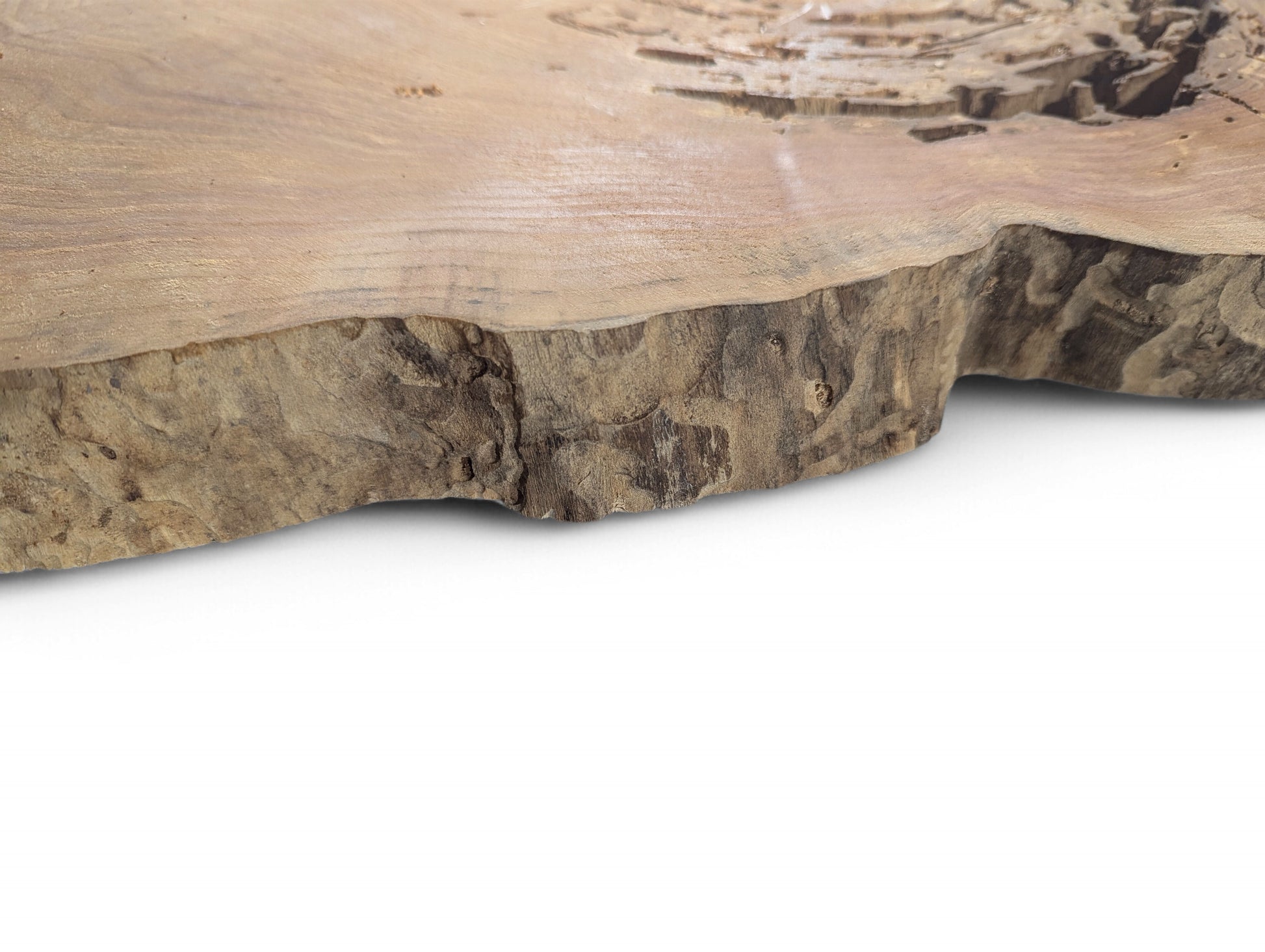 Light brown weeping willow root slice shows a smooth, sanded surface and a rough, natural bark edge.
