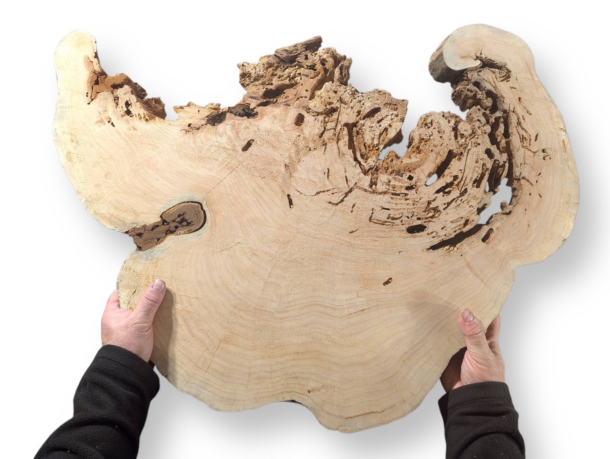 Two hands hold an irregular, pale weeping willow root slice with smooth grain, a knot, and dark holes.