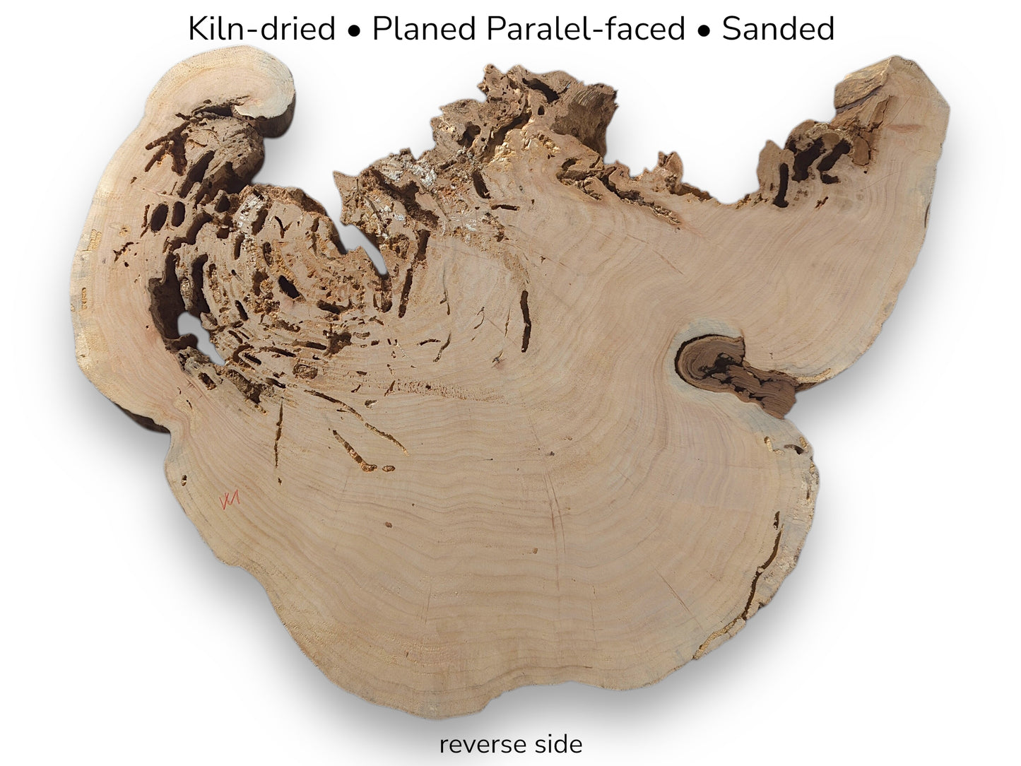 This image shows a weeping willow root slice reverse side, with holes and preparation text.
